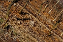 S. Damiano d'Asti_051